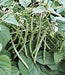 Mascotte, Bush Beans, -- BoxGardenSeedsLLC -Beans / Dry Beans - Seeds