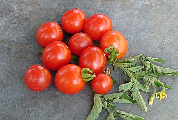 Mexico Midget, Tomato, -- BoxGardenSeedsLLC -Tomatoes,Tomatillos - Seeds