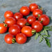 Principe Borghese, Tomato, - BoxGardenSeedsLLC -Tomatoes,Tomatillos - Seeds