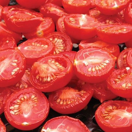 Principe Borghese, Tomato - BoxGardenSeedsLLC - Tomatoes,Tomatillos - Seeds - Thank you for shopping here today, Non GMO Seeds, Naturally Grown Seeds, Grown to Organic Standards, Heirloom Seeds, Open Pollinated Seeds, Fresh Premier Seeds, USA Seller
