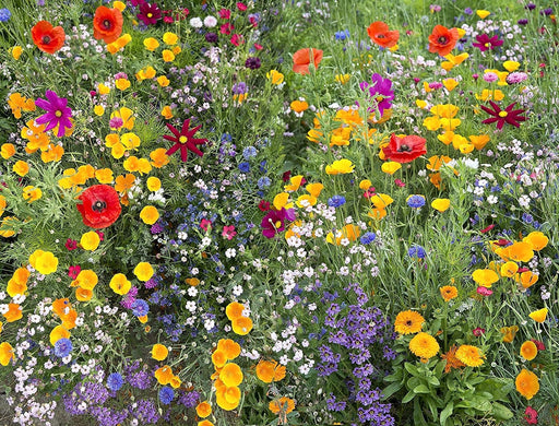 Hummingbird and Butterfly, Wildflower Mix - BoxGardenSeedsLLC - Wildflowers/Flowers - Seeds - USA Seller, Thank you for shopping here today, Naturally Grown GMO Free Seeds, Heirloom Open Pollinated Seeds, Fresh Top Quality Premium Seeds