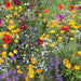 Hummingbird and Butterfly, Wildflower Mix - BoxGardenSeedsLLC - Wildflowers/Flowers - Seeds - USA Seller, Thank you for shopping here today, Naturally Grown GMO Free Seeds, Heirloom Open Pollinated Seeds, Fresh Top Quality Premium Seeds