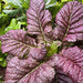 Red Giant, Mustard - BoxGardenSeedsLLC - Gourmet/Native Greens - Seeds - USA Seller, Thank you for shopping here today, Naturally Grown GMO Free Seeds, Heirloom Open Pollinated Seeds, Fresh Top Quality Premium Seeds