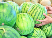 Dixie Queen, Watermelon - BoxGardenSeedsLLC - Melons, Cantaloupe - Seeds - USA Seller, Thank you for shopping here today, Naturally Grown GMO Free Seeds, Heirloom Open Pollinated Seeds, Fresh Top Quality Premium Seeds