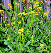 Yellow (White), Mustard - BoxGardenSeedsLLC - Culinary/Medicinal Herbs - Seeds - USA Seller, Thank you for shopping here today, Naturally Grown GMO Free Seeds, Heirloom Open Pollinated Seeds, Fresh Top Quality Premium Seeds
