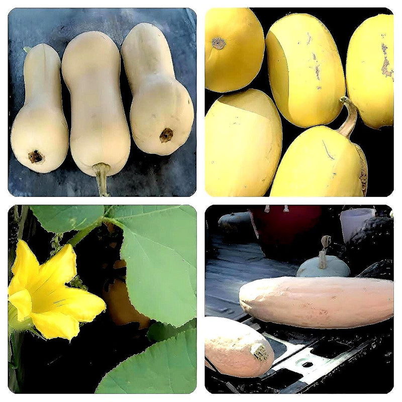 Heirloom Winter Squash, Seed Collection - BoxGardenSeedsLLC - Squash,Pumpkins - Seeds - USA Seller, Thank you for shopping here today, Naturally Grown GMO Free Seeds, Heirloom Open Pollinated Seeds, Fresh Top Quality Premium Seeds
