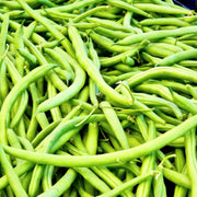 Landreth Stringless Green, Bush Beans - BoxGardenSeedsLLC - Beans / Dry Beans - Seeds - USA Seller, Thank you for shopping here today, Naturally Grown GMO Free Seeds, Heirloom Open Pollinated Seeds, Fresh Top Quality Premium Seeds