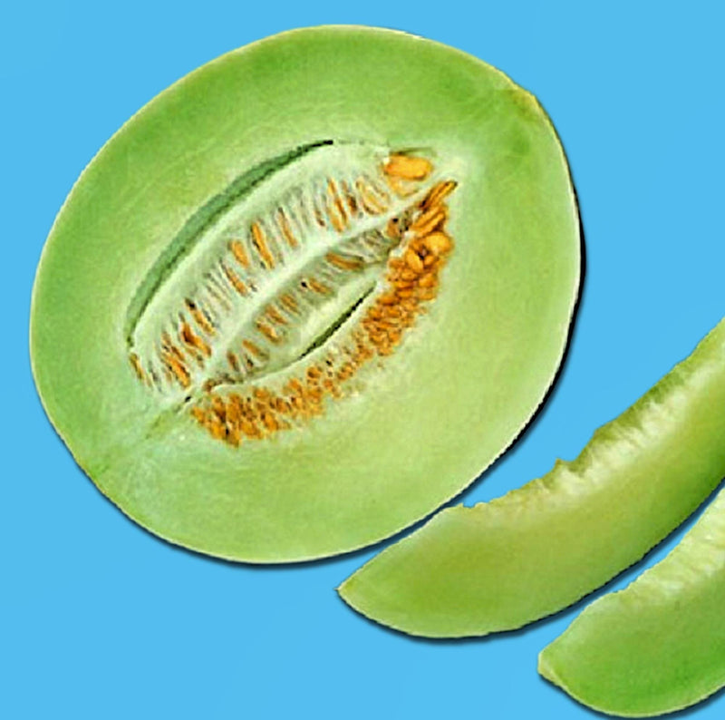 Green Flesh, Honeydew Melon - BoxGardenSeedsLLC - Melons, Cantaloupe - Seeds - USA Seller, Thank you for shopping here today, Naturally Grown GMO Free Seeds, Heirloom Open Pollinated Seeds, Fresh Top Quality Premium Seeds