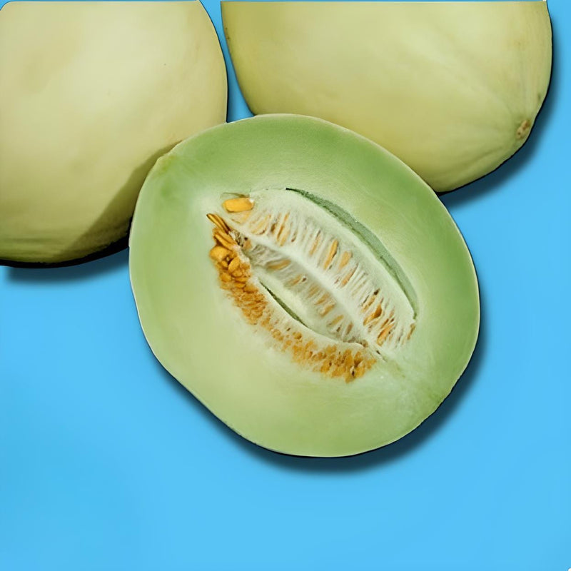 Green Flesh, Honeydew Melon - BoxGardenSeedsLLC - Melons, Cantaloupe - Seeds - USA Seller, Thank you for shopping here today, Naturally Grown GMO Free Seeds, Heirloom Open Pollinated Seeds, Fresh Top Quality Premium Seeds