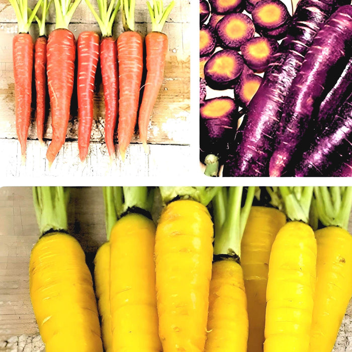 Colorful Carrot, Seed Collection - BoxGardenSeedsLLC - Seed Collections - Seeds - USA Seller, Thank you for shopping here today, Naturally Grown GMO Free Seeds, Heirloom Open Pollinated Seeds, Fresh Top Quality Premium Seeds