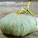 Sweet Meat, Winter Squash, - BoxGardenSeedsLLC -Squash,Pumpkins - Seeds