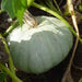 Sweet Meat, Winter Squash, - BoxGardenSeedsLLC -Squash,Pumpkins - Seeds