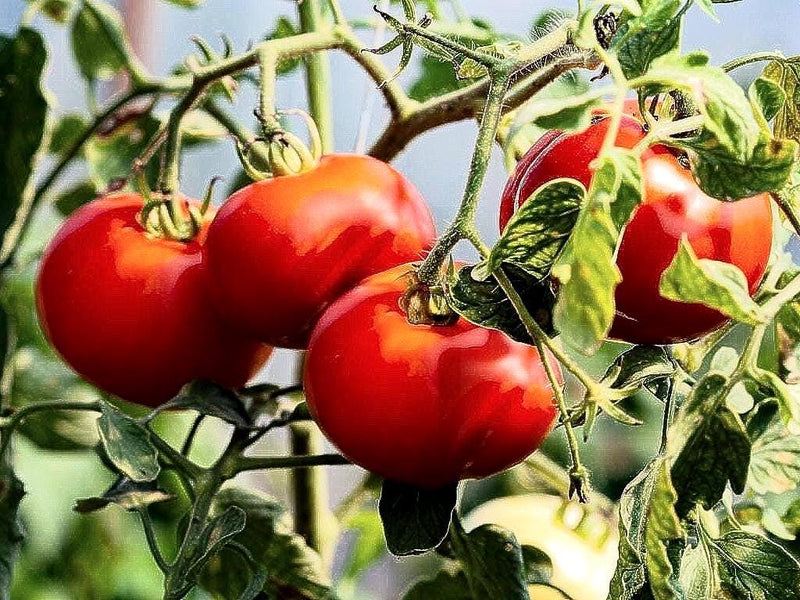 Early Wonder, Tomato - BoxGardenSeedsLLC - Tomatoes,Tomatillos - Seeds - USA Seller, Naturally Grown GMO Free Seeds, Heirloom Open Pollinated Seeds, Fresh Top Quality Premium Seeds, More Seeds For Your Money