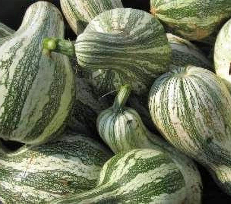 Cushaw Green Stripe, Winter Squash - BoxGardenSeedsLLC - Squash,Pumpkins - Seeds - USA Seller, Thank you for shopping here today, Naturally Grown GMO Free Seeds, Heirloom Open Pollinated Seeds, Fresh Top Quality Premium Seeds