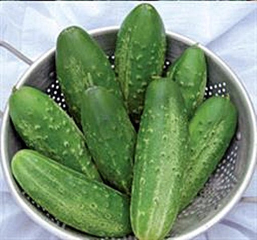 - BoxGardenSeedsLLC - Russian Pickling Cucumber - Cucumbers - Seeds