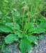 Plantain, Culinary & Medicinal Herbs, -- BoxGardenSeedsLLC -Culinary/Medicinal Herbs - Seeds