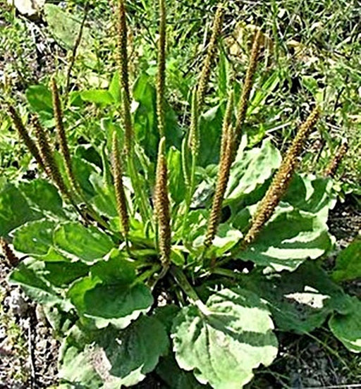 Plantain, Culinary & Medicinal Herbs, - BoxGardenSeedsLLC -Culinary/Medicinal Herbs - Seeds