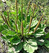 Plantain, Culinary & Medicinal Herbs - BoxGardenSeedsLLC - Culinary/Medicinal Herbs - Seeds - USA Seller, Thank you for shopping here today, Naturally Grown GMO Free Seeds, Heirloom Open Pollinated Seeds, Fresh Top Quality Premium Seeds
