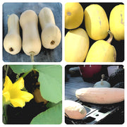 Heirloom Winter Squash, Seed Collection - BoxGardenSeedsLLC - Squash,Pumpkins - Seeds - USA Seller, Thank you for shopping here today, Naturally Grown GMO Free Seeds, Heirloom Open Pollinated Seeds, Fresh Top Quality Premium Seeds