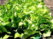 Northern Queen, Lettuce, Heirloom Garden Seeds Window Box Vegetable Seeds Heat & Frost Resistant Lactuca sativa Non-GMO - BoxGardenSeedsLLC - Lettuce - Seeds - USA Seller, Thank you for shopping here today, Naturally Grown GMO Free Seeds, Heirloom Open Pollinated Seeds, Fresh Top Quality Premium Seeds