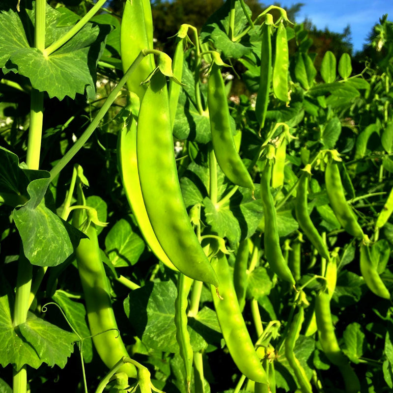 Blizzard, Snow Pea, Heirloom Seeds, Gardening, Open Pollinated Non-GMO - BoxGardenSeedsLLC - Peas - Seeds - USA Seller, Thank you for shopping here today, Naturally Grown GMO Free Seeds, Heirloom Open Pollinated Seeds, Fresh Top Quality Premium Seeds