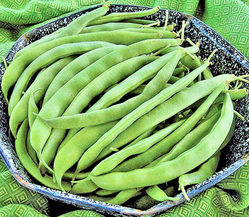 Early Bountiful, Bush Bean, Heirloom Seeds, Container Gardening, Open-Pollinated Vegetable, Non-GMO - BoxGardenSeedsLLC - Beans / Dry Beans - Seeds - USA Seller, Thank you for shopping here today, Naturally Grown GMO Free Seeds, Heirloom Open Pollinated Seeds, Fresh Top Quality Premium Seeds