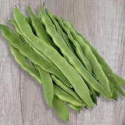 Early Bountiful, Bush Bean, Heirloom Seeds, Container Gardening, Open-Pollinated Vegetable, Non-GMO - BoxGardenSeedsLLC - Beans / Dry Beans - Seeds - USA Seller, Thank you for shopping here today, Naturally Grown GMO Free Seeds, Heirloom Open Pollinated Seeds, Fresh Top Quality Premium Seeds