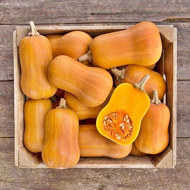 Honeynut Butternut, Winter Squash, Heirloom Seeds, Open Pollinated Vegetable Seeds Non-GMO - BoxGardenSeedsLLC - Squash,Pumpkins - Seeds - USA Seller, Thank you for shopping here today, Naturally Grown GMO Free Seeds, Heirloom Open Pollinated Seeds, Fresh Top Quality Premium Seeds