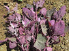 - BoxGardenSeedsLLC - Orach Purple Mountain, Spinach - Gourmet/Native Greens - Seeds