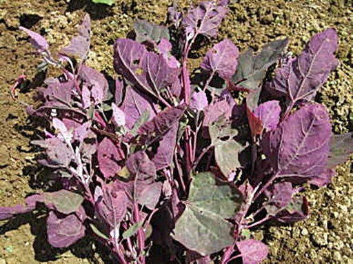 - BoxGardenSeedsLLC - Orach Purple Mountain, Spinach - Gourmet/Native Greens - Seeds