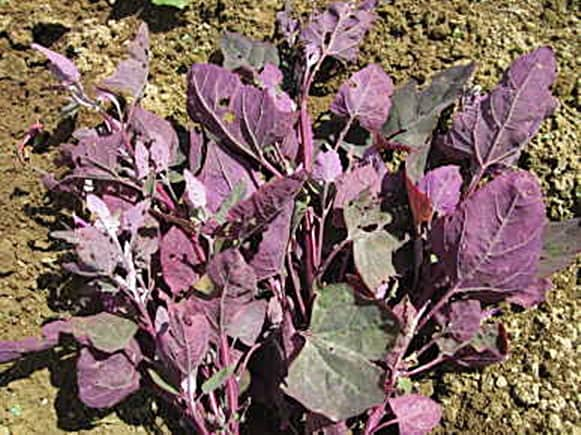 Orach Purple Mountain, Spinach, -- BoxGardenSeedsLLC -Gourmet/Native Greens - Seeds