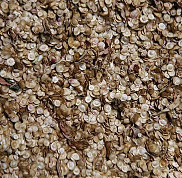 Red Flash, Orach Mountain Spinach, Heirloom Seeds Open Pollinated Container Gardening Non-GMO - BoxGardenSeedsLLC - Gourmet/Native Greens - Seeds - USA Seller, Thank you for shopping here today, Naturally Grown GMO Free Seeds, Heirloom Open Pollinated Seeds, Fresh Top Quality Premium Seeds