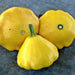 Yellow Scallop, Summer Squash, - BoxGardenSeedsLLC -Squash,Pumpkins - Seeds