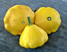 Yellow Scallop, Summer Squash, -- BoxGardenSeedsLLC -Squash,Pumpkins - Seeds