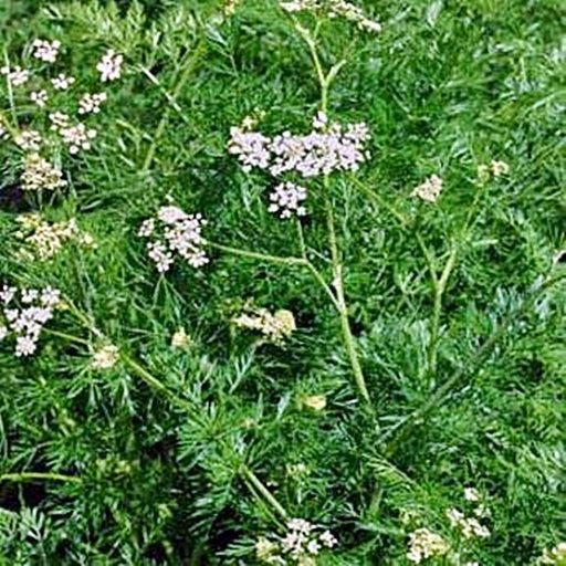 Cumin, Culinary & Medicinal Herbs, -- BoxGardenSeedsLLC -Culinary/Medicinal Herbs - Seeds