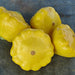 Yellow Scallop, Summer Squash, - BoxGardenSeedsLLC -Squash,Pumpkins - Seeds