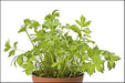 - BoxGardenSeedsLLC - Lovage Mountain Celery, Culinary & Medicinal Herbs, - ABS/Clearance Sale - Seeds