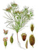 - BoxGardenSeedsLLC - Cumin, Culinary & Medicinal Herbs, - ABS/Clearance Sale - Seeds