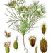 Cumin, Culinary & Medicinal Herbs, - BoxGardenSeedsLLC -Culinary/Medicinal Herbs - Seeds