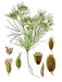 Cumin, Culinary & Medicinal Herbs, -- BoxGardenSeedsLLC -Culinary/Medicinal Herbs - Seeds