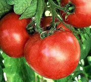 Early Wonder, Tomato - BoxGardenSeedsLLC - Tomatoes,Tomatillos - Seeds - USA Seller, Naturally Grown GMO Free Seeds, Heirloom Open Pollinated Seeds, Fresh Top Quality Premium Seeds, More Seeds For Your Money