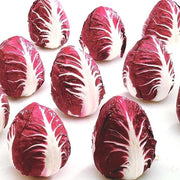 Rossa Di Verona, Radicchio - BoxGardenSeedsLLC - Gourmet/Native Greens - Seeds - USA Seller, Thank you for shopping here today, Naturally Grown GMO Free Seeds, Heirloom Open Pollinated Seeds, Fresh Top Quality Premium Seeds