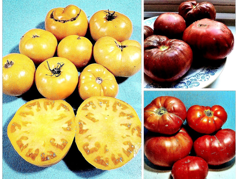 BrandywineTomato, Seed Collection - BoxGardenSeedsLLC - Tomatoes,Tomatillos - Seeds - 