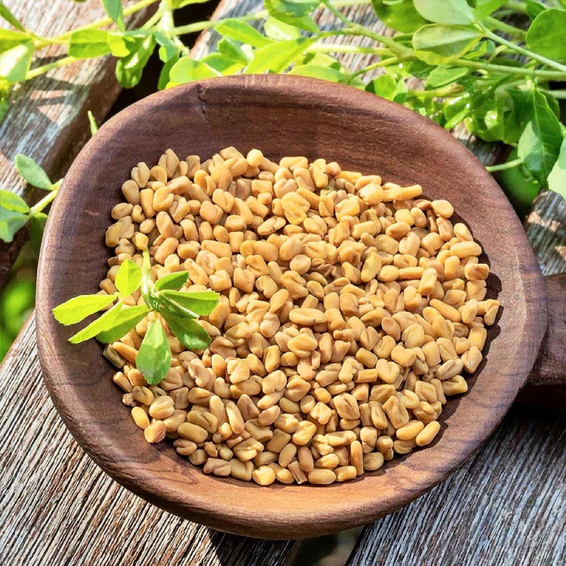 Fenugreek Herb Seeds, Non-GMO Heirloom, Open Pollinated