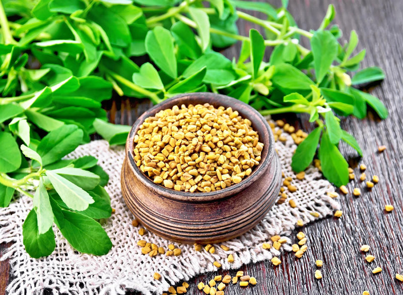 Fenugreek Herb Seeds, Non-GMO Heirloom, Open Pollinated