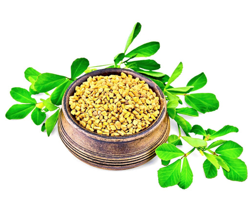 Fenugreek Seeds - BoxGardenSeedsLLC - Culinary/Medicinal Herbs - Seeds - Fresh Heirloom Vegetable Seeds, Naturally Grown Open Pollinated, More Seeds Per Packet, More Seeds For Your Money