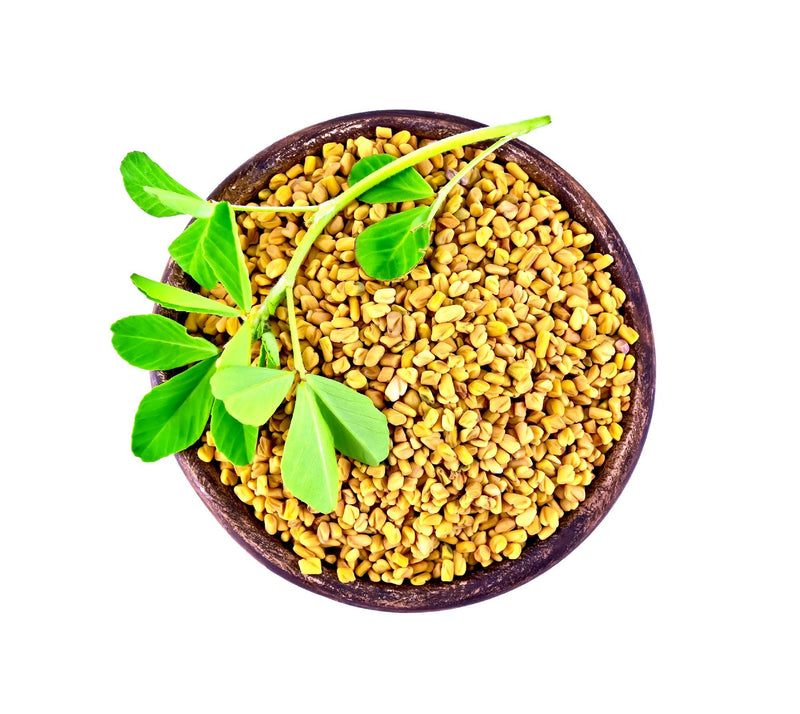 Fenugreek Herb Seeds, Non-GMO Heirloom, Open Pollinated
