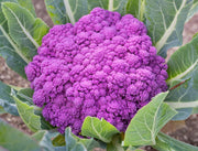 Violet Queen, Cauliflower, Heirloom Seeds, Open Pollinated Container Gardening Vegetable Seeds Garden Seeds Non-GMO - BoxGardenSeedsLLC - Broccoli,Cauliflower - Seeds - USA Seller, Thank you for shopping here today, Naturally Grown GMO Free Seeds, Heirloom Open Pollinated Seeds, Fresh Top Quality Premium Seeds