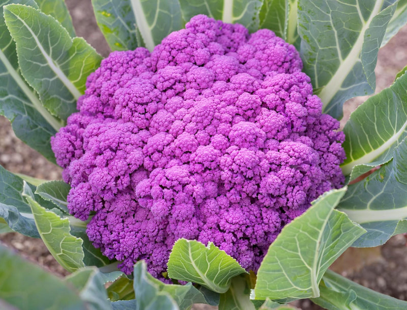 Violet Queen, Cauliflower, Heirloom Seeds, Open Pollinated Container Gardening Vegetable Seeds Garden Seeds Non-GMO - BoxGardenSeedsLLC - Broccoli,Cauliflower - Seeds - USA Seller, Thank you for shopping here today, Naturally Grown GMO Free Seeds, Heirloom Open Pollinated Seeds, Fresh Top Quality Premium Seeds