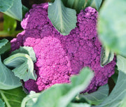 Violet Queen, Cauliflower, Heirloom Seeds, Open Pollinated Container Gardening Vegetable Seeds Garden Seeds Non-GMO - BoxGardenSeedsLLC - Broccoli,Cauliflower - Seeds - USA Seller, Thank you for shopping here today, Naturally Grown GMO Free Seeds, Heirloom Open Pollinated Seeds, Fresh Top Quality Premium Seeds